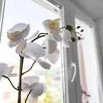 Lotuspoolapart Premantura